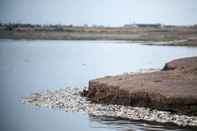 مرگ 2 میلیون ماهی در سد فشافویه
